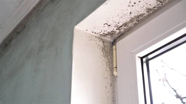 Best Mold Remediation for Specific Building Types in Mooreland, OK