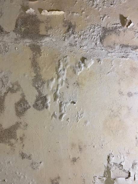 Best Crawl Space Mold Remediation in Mooreland, OK