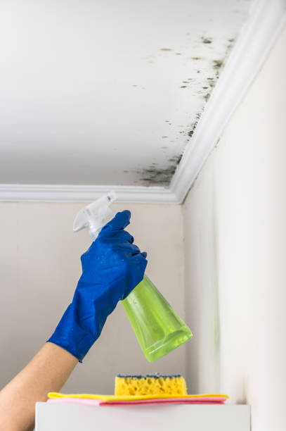 Best DIY Mold Remediation Support Services in Mooreland, OK